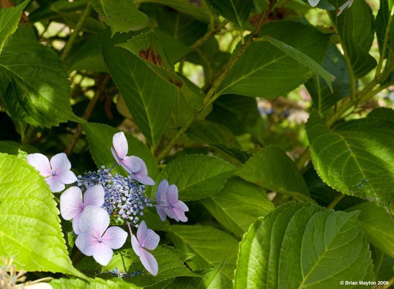 hydrangea blooms in the shade