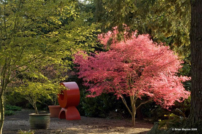 a bright pink backlit tree in a botanical garden with a red abstract sculpture