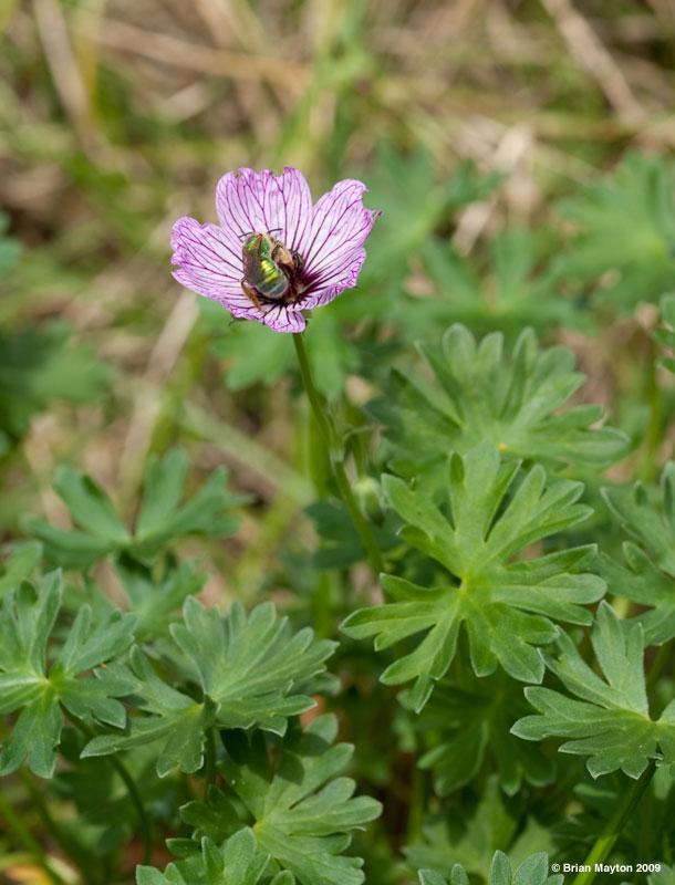 a bee in the pink flower of a wild geranium with shallow depth of field