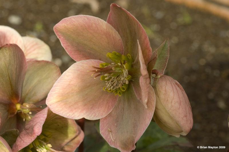 helleborus flower