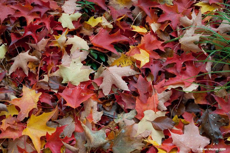 brightly colored maple leaves on the ground with water droplets and a bit of grass